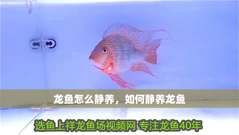 龍魚怎么靜養，如何靜養龍魚