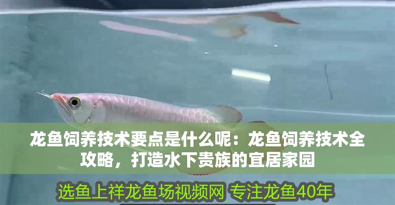 龍魚飼養技術要點是什么呢：龍魚飼養技術全攻略，打造水下貴族的宜居家園
