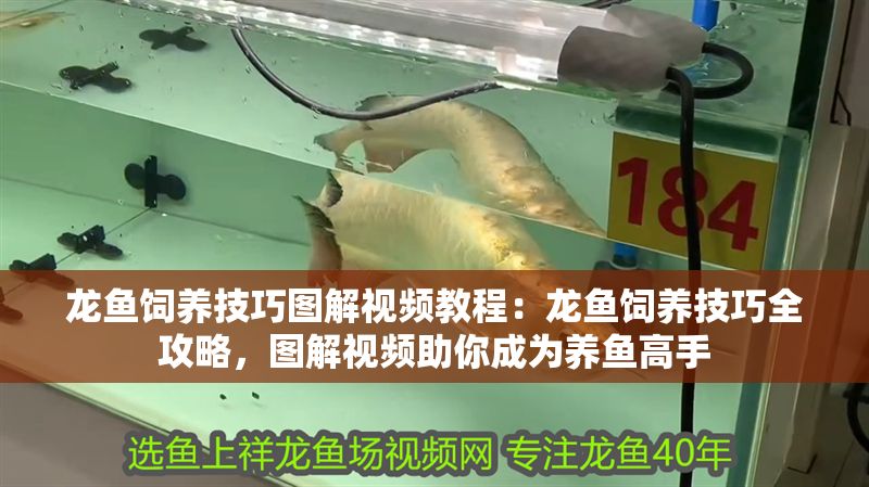 龍魚飼養(yǎng)技巧圖解視頻教程：龍魚飼養(yǎng)技巧全攻略，圖解視頻助你成為養(yǎng)魚高手