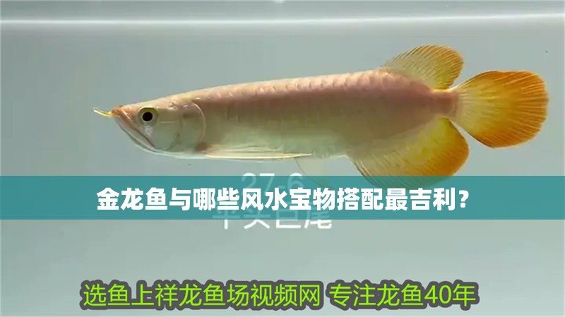 金龍魚與哪些風水寶物搭配最<strong><mark>吉利</mark></strong>？