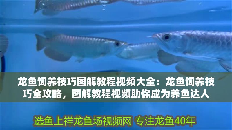 龍魚飼養(yǎng)技巧圖解教程視頻大全：龍魚飼養(yǎng)技巧全攻略，圖解教程視頻助你成為養(yǎng)魚達(dá)人