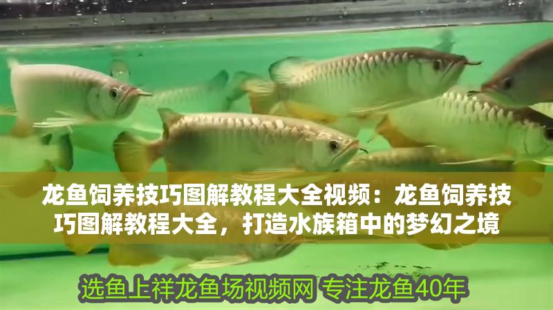 龍魚飼養技巧圖解教程大全視頻：龍魚飼養技巧圖解教程大全，打造水族箱中的夢幻之境