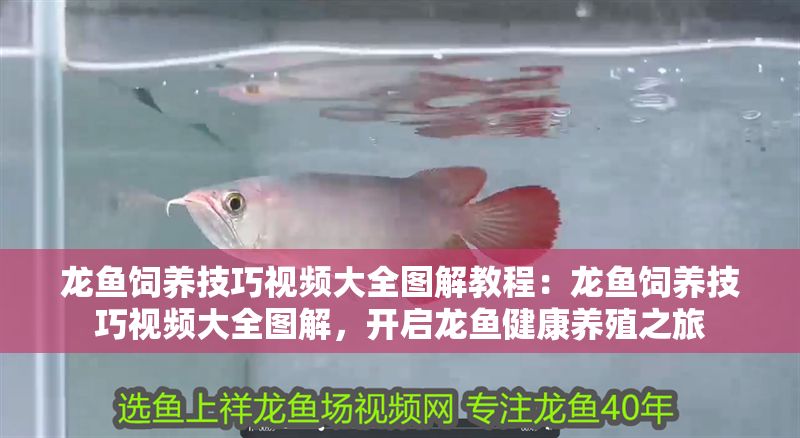 龍魚飼養(yǎng)技巧視頻大全圖解教程：龍魚飼養(yǎng)技巧視頻大全圖解，開啟龍魚健康養(yǎng)殖之旅