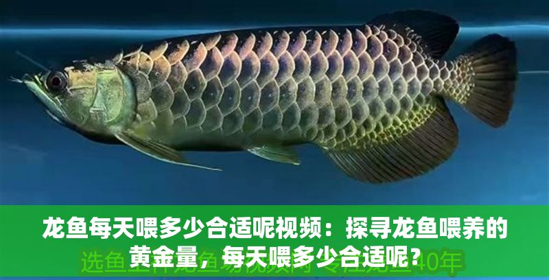 龍魚每天喂多少合適呢視頻：探尋龍魚喂養的黃金量，每天喂多少合適呢？