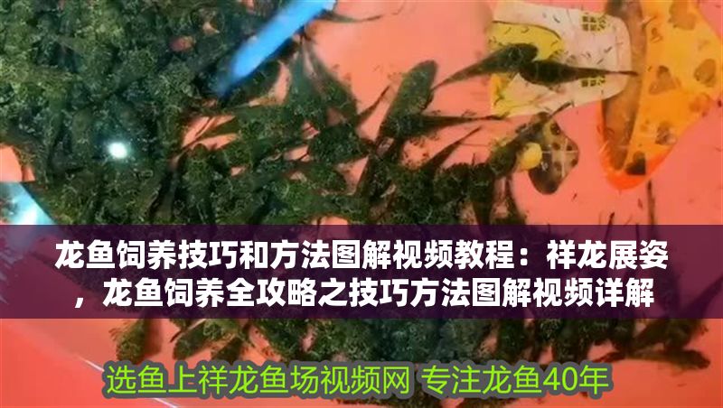 龍魚飼養技巧和方法圖解視頻教程：祥龍展姿，龍魚飼養全攻略之技巧方法圖解視頻詳解