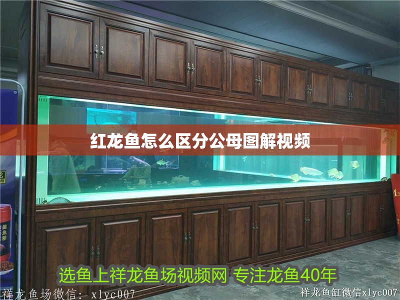 紅龍魚怎么區分公母圖解視頻