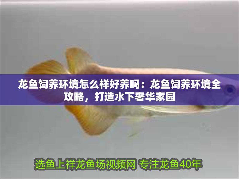 龍魚飼養環境怎么樣好養嗎：龍魚飼養環境全攻略，打造水下奢華家園