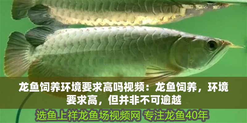 龍魚飼養(yǎng)環(huán)境要求高嗎視頻：龍魚飼養(yǎng)，環(huán)境要求高，但并非不可逾越