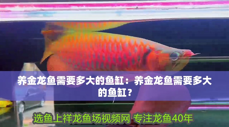 養金龍魚需要多大的魚缸：養金龍魚需要多大的魚缸？
