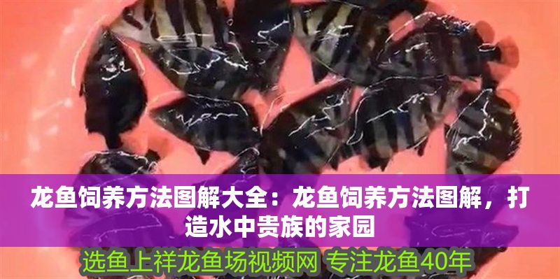 龍魚飼養(yǎng)方法圖解大全：龍魚飼養(yǎng)方法圖解，打造水中貴族的家園