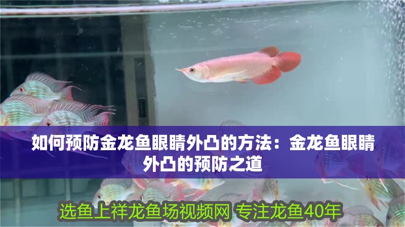 如何預(yù)防金龍魚(yú)眼睛外凸的方法：金龍魚(yú)眼睛外凸的預(yù)防之道