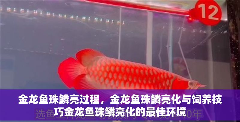 金龍魚珠鱗亮過程，金龍魚珠鱗亮化與飼養(yǎng)技巧金龍魚珠鱗亮化的最佳環(huán)境