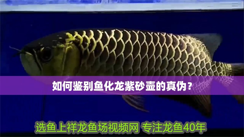 如何鑒別魚化龍紫砂壺的真偽？