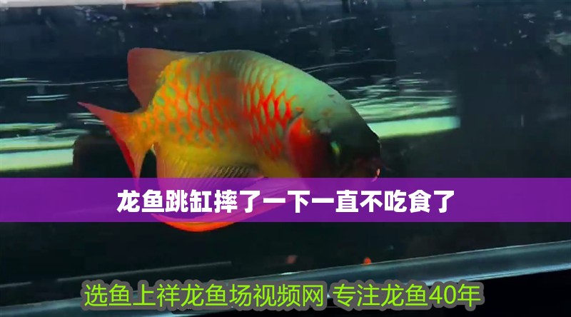 龍魚跳缸摔了一下一直不吃食了 龍魚跳缸摔了一下一直不吃食了 龍魚百科