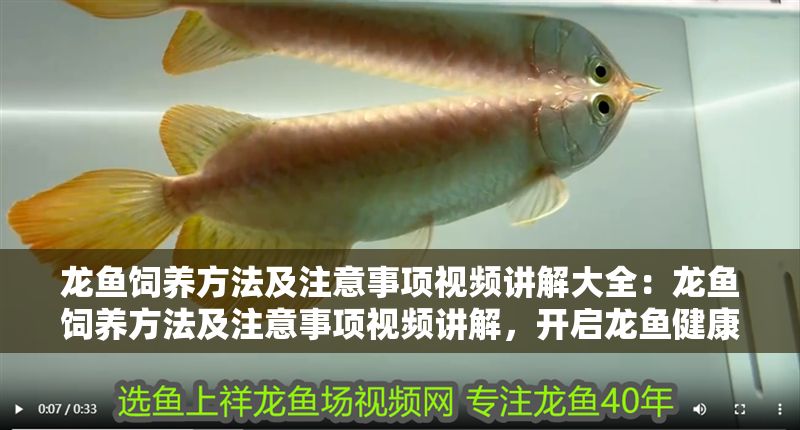 龍魚飼養(yǎng)方法及注意事項視頻講解大全：龍魚飼養(yǎng)方法及注意事項視頻講解，開啟龍魚健康養(yǎng)護之旅
