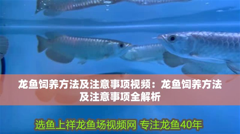 龍魚飼養方法及注意事項視頻：龍魚飼養方法及注意事項全解析