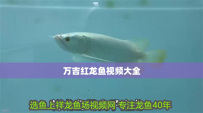 萬吉紅龍魚視頻大全