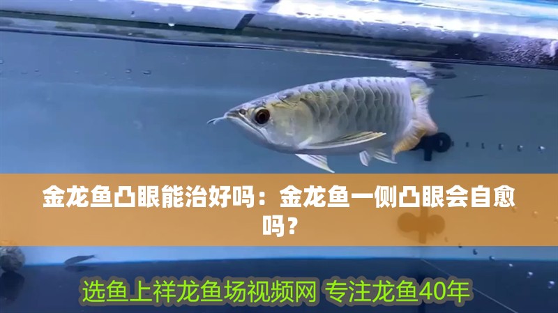 金龍魚(yú)凸眼能治好嗎：金龍魚(yú)一側(cè)凸眼會(huì)自愈嗎？