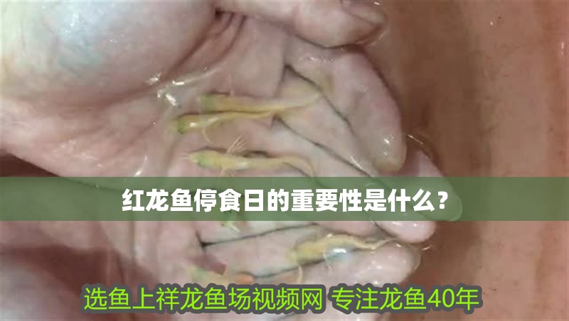 紅龍魚停食日的重要性是什么？