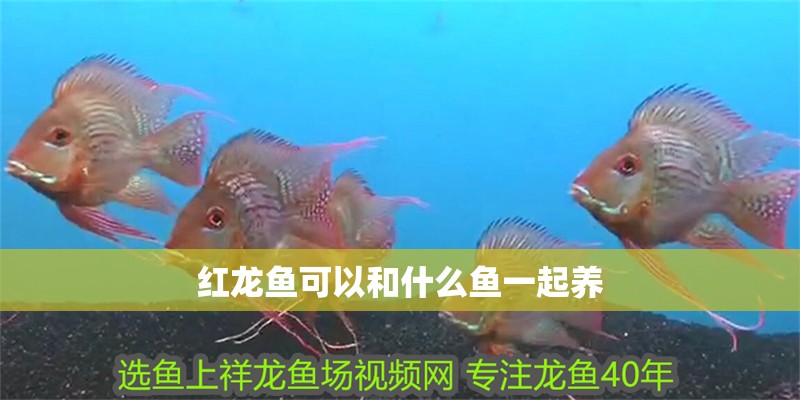 紅龍魚可以和什么魚一起養