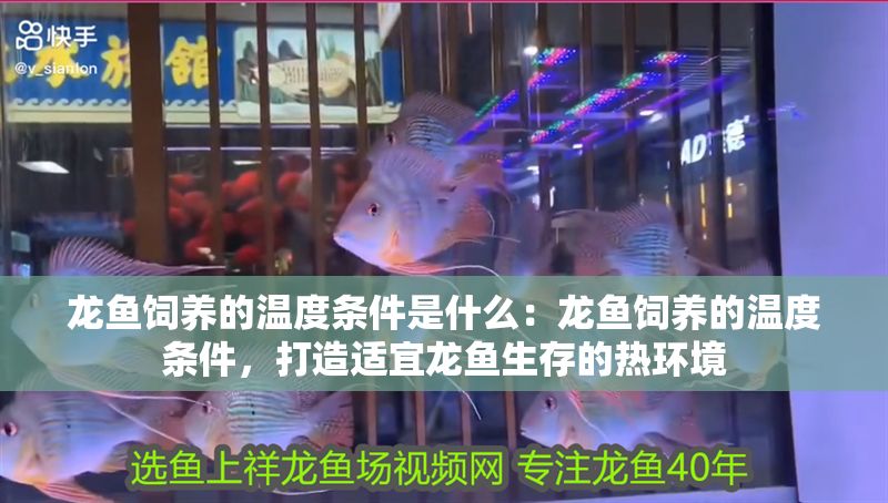 龍魚飼養(yǎng)的溫度條件是什么：龍魚飼養(yǎng)的溫度條件，打造適宜龍魚生存的熱環(huán)境