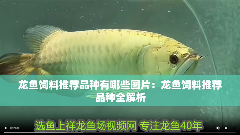 龍魚飼料推薦品種有哪些圖片：龍魚飼料推薦品種全解析