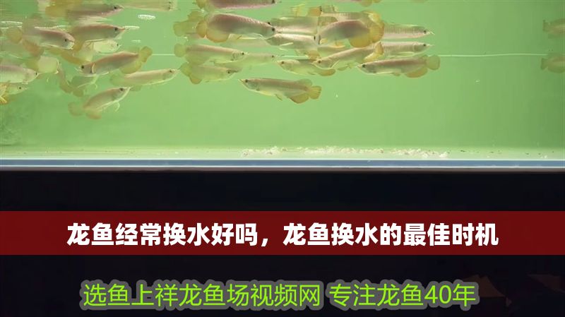 龍魚經常換水好嗎，龍魚換水的最佳時機