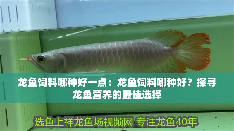龍魚飼料哪種好一點：龍魚飼料哪種好？探尋龍魚營養的最佳選擇