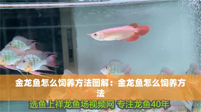 金龍魚怎么飼養方法圖解：金龍魚怎么飼養方法