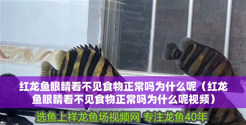 紅龍魚眼睛看不見食物正常嗎為什么呢（紅龍魚眼睛看不見食物正常嗎為什么呢視頻）