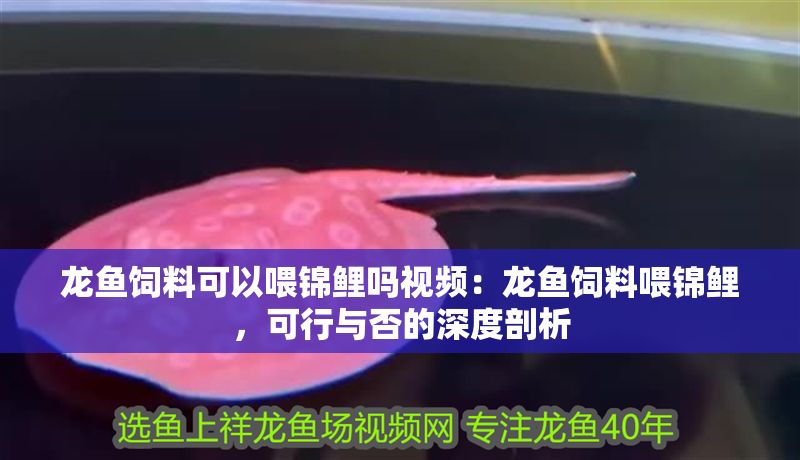 龍魚飼料可以喂錦鯉嗎視頻：龍魚飼料喂錦鯉，可行與否的深度剖析