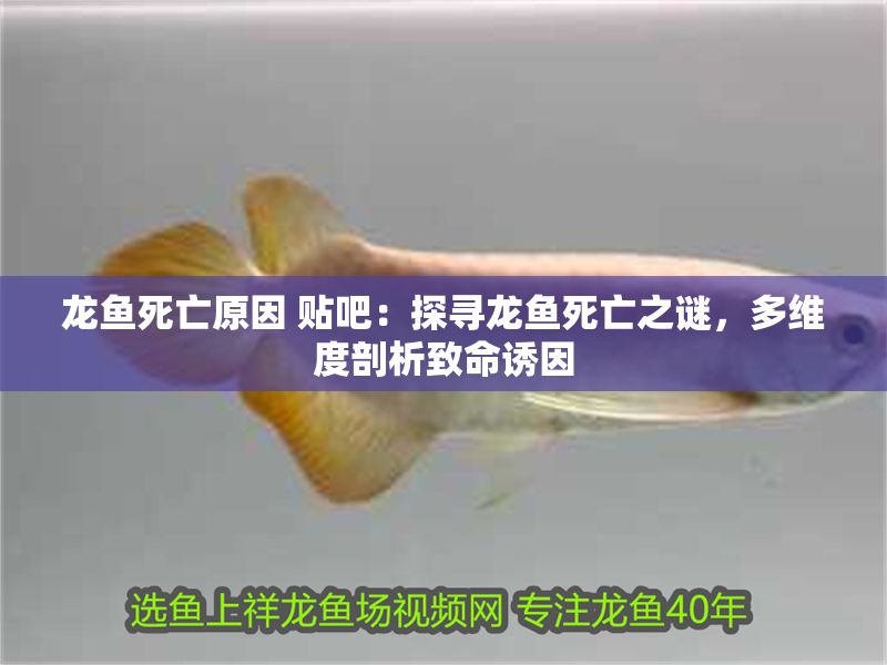 龍魚死亡原因 貼吧：探尋龍魚死亡之謎，多維度剖析致命誘因