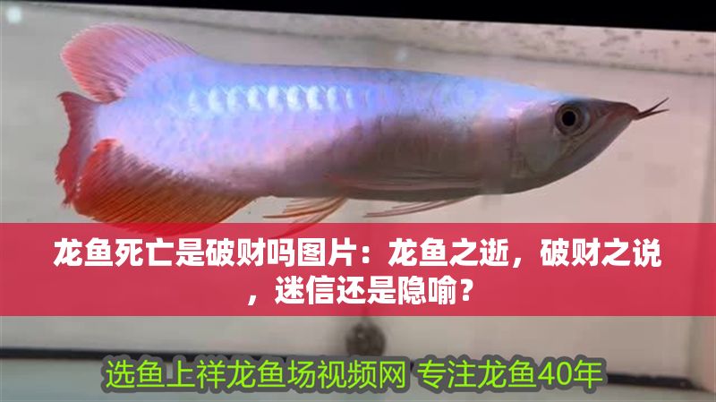 龍魚死亡是破財嗎圖片：龍魚之逝，破財之說，迷信還是隱喻？
