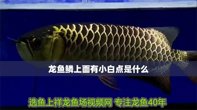 龍魚(yú)鱗上面有小白點(diǎn)是什么