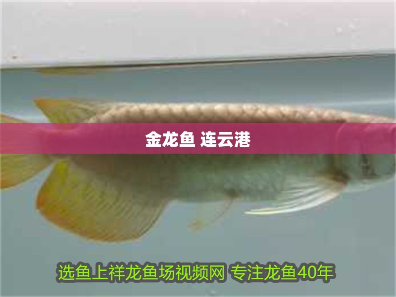 金龍魚 連云港
