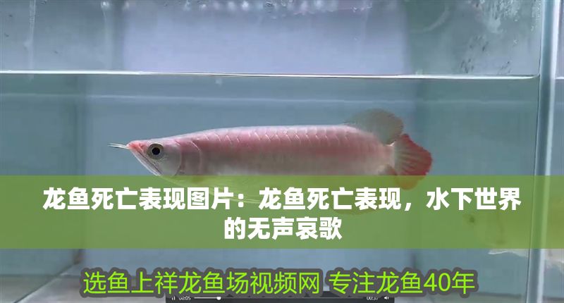 龍魚死亡表現(xiàn)圖片：龍魚死亡表現(xiàn)，水下世界的無聲哀歌