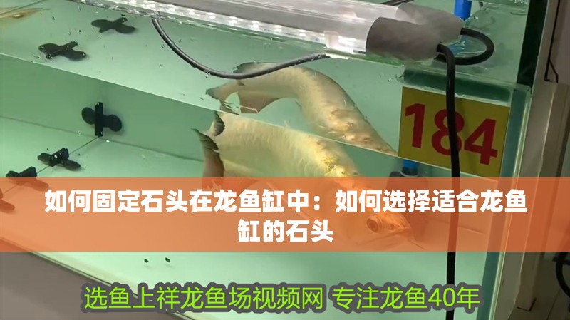 如何固定石頭在龍魚缸中：如何選擇適合龍魚缸的石頭
