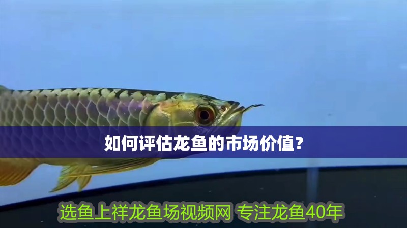 如何評估龍魚的市場價值？