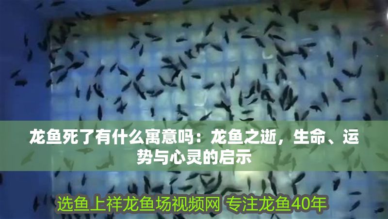 龍魚死了有什么寓意嗎：龍魚之逝，生命、運(yùn)勢(shì)與心靈的啟示