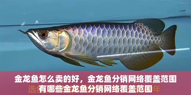 金龍魚怎么賣的好，金龍魚分銷網絡覆蓋范圍有哪些金龍魚分銷網絡覆蓋范圍
