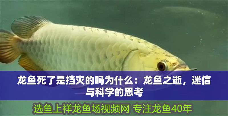 龍魚死了是擋災的嗎為什么：龍魚之逝，迷信與科學的思考