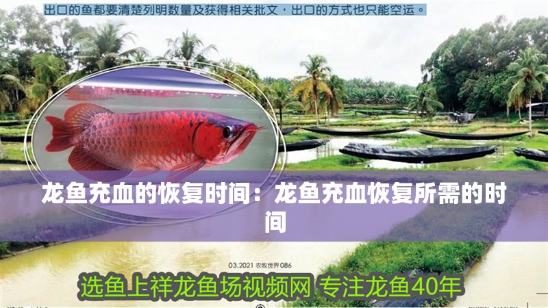 龍魚充血的恢復時間：龍魚充血恢復所需的時間