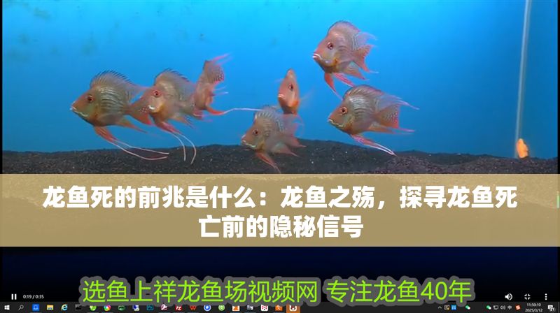 龍魚(yú)死的前兆是什么：龍魚(yú)之殤，探尋龍魚(yú)死亡前的隱秘信號(hào)