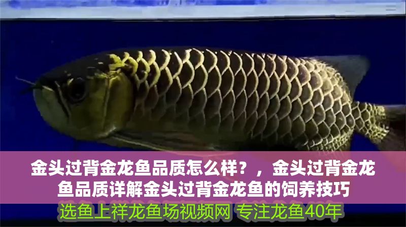金頭過背金龍魚品質怎么樣？，金頭過背金龍魚品質詳解金頭過背金龍魚的飼養技巧