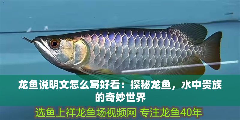 龍魚說明文怎么寫好看：探秘龍魚，水中貴族的奇妙世界
