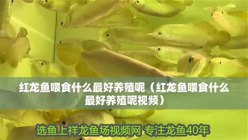 紅龍魚(yú)喂食什么最好養(yǎng)殖呢（紅龍魚(yú)喂食什么最好養(yǎng)殖呢視頻）