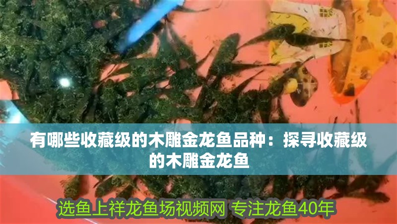 有哪些收藏級(jí)的木雕金龍魚品種：探尋收藏級(jí)的木雕金龍魚