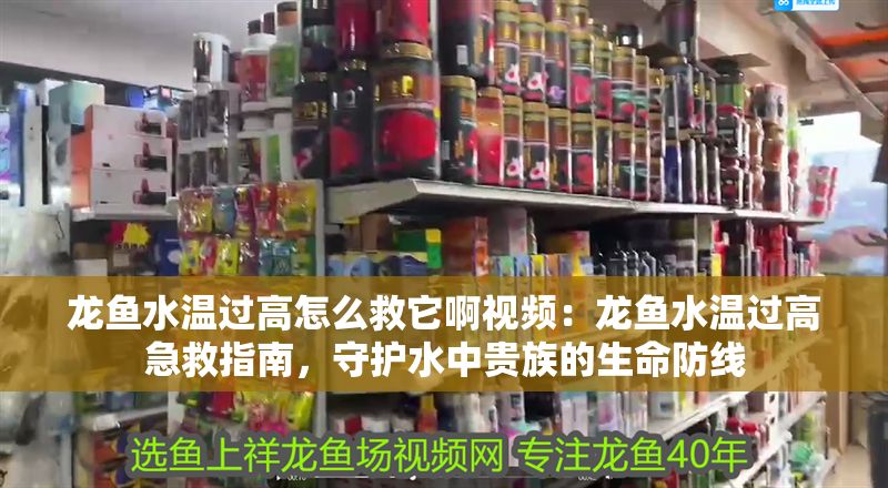 龍魚水溫過高怎么救它啊視頻：龍魚水溫過高急救指南，守護(hù)水中貴族的生命防線 龍魚水溫過高怎么救它啊視頻：龍魚水溫過高急救指南，守護(hù)水中貴族的生命防線 龍魚百科 第1張