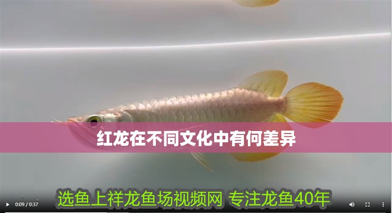 紅龍在不同文化中有何差異
