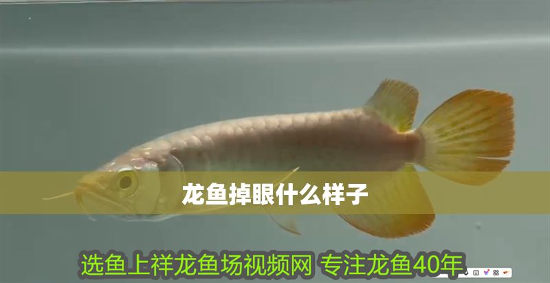 龍魚掉眼什么樣子